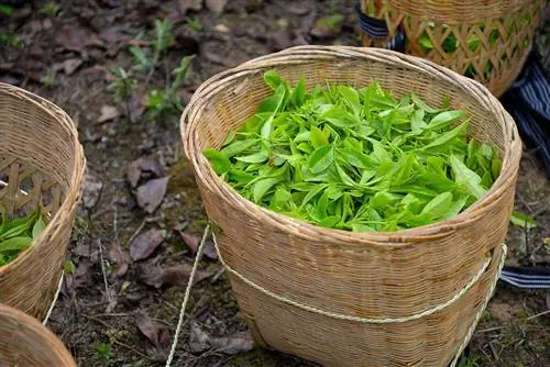 Для созревания зеленого чая требуется 3 года.