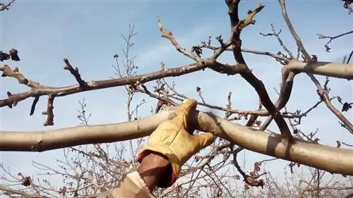 как обрезать молодое дерево грецкого ореха
