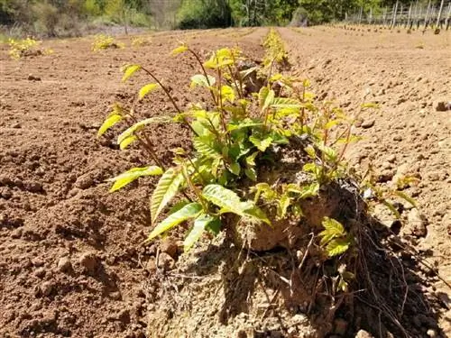 как посадить каштан в саду