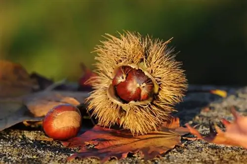 размножение каштана