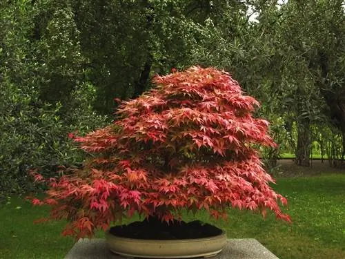 Бонсай из Acer palmatum 'Atropurpureum': уход