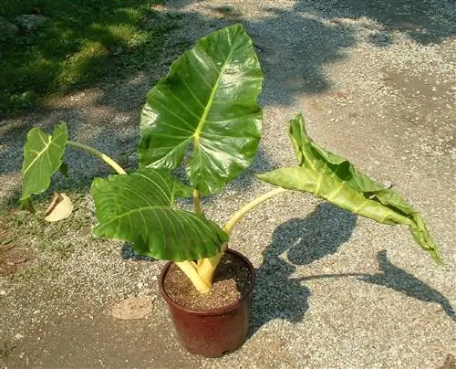 Слоновье ухо - тенелюбивое растение