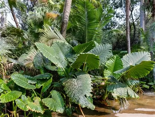 Слоновье ухо - тропическое растение