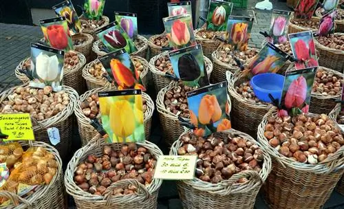 Тюльпаны - самые популярные луковичные растения.