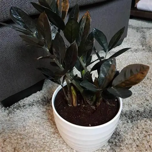 Черная замиокулька - экзотика