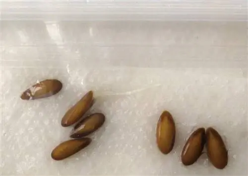 прорастание семян