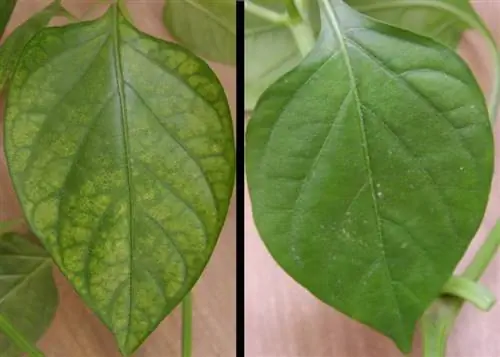 лист с недостатком минералов