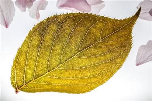 желтый лист