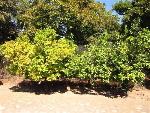 мандарин с желтыми листьями