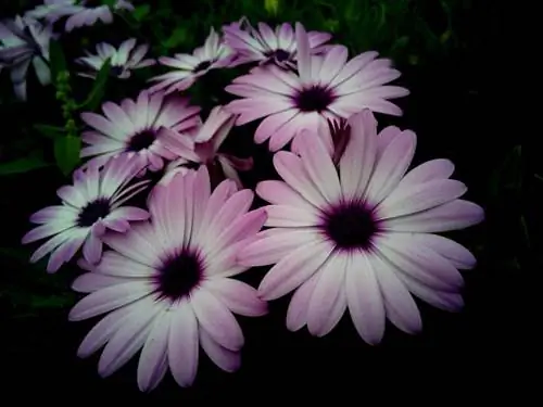 диморфотека в горшке