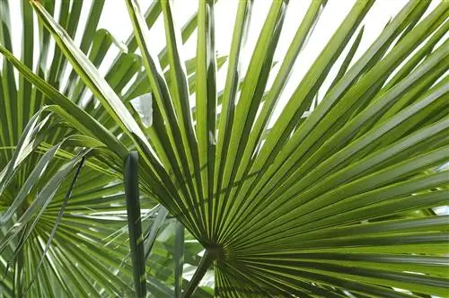 Лист trachycarpus удачи зеленый.
