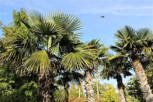 Trachycarpus Fortunei: уход