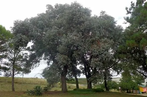 Есть много видов эвкалипта