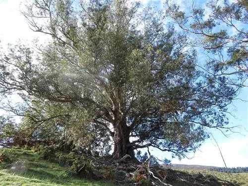 Эвкалипт шаровидный - большое дерево
