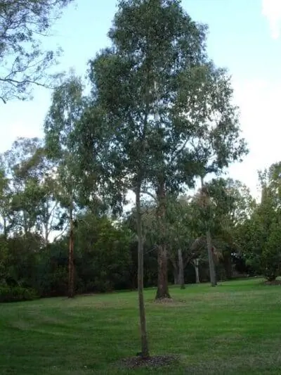 Eucalyptus gunnii - голубой эвкалипт.