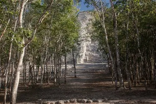 Eucalyptus nitens большой