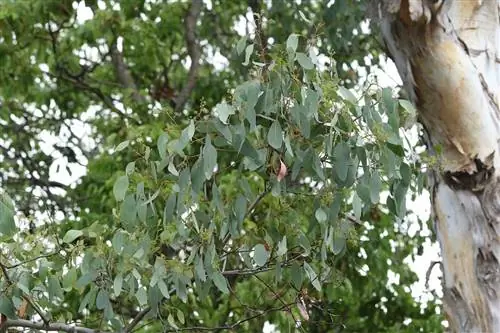 Эвкалипт полиантемос - быстрорастущее дерево.