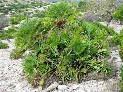 Сердцевина пальмы родом из Испании.