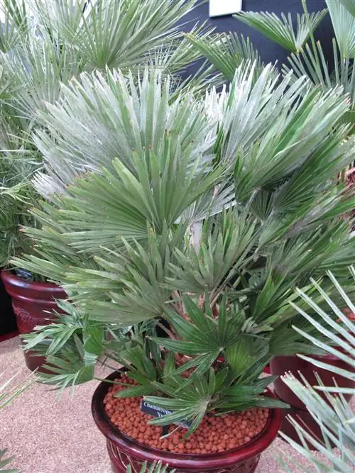 Chamaerops humilis vulcano не имеет шипов.