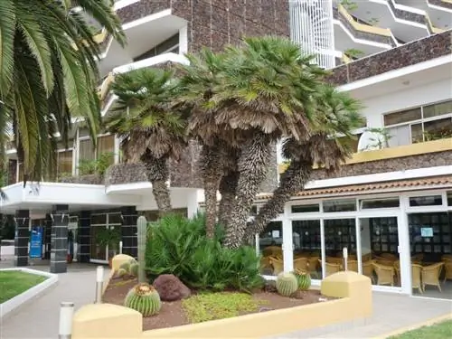 Сердце пальмы - декоративная пальма.