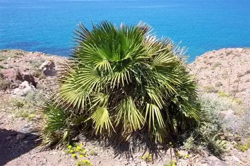 Chamaerops humilis, местная пальма Испании.
