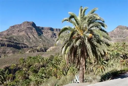 Phoenix canariensis или канарская пальма, эндемик Канарских островов.