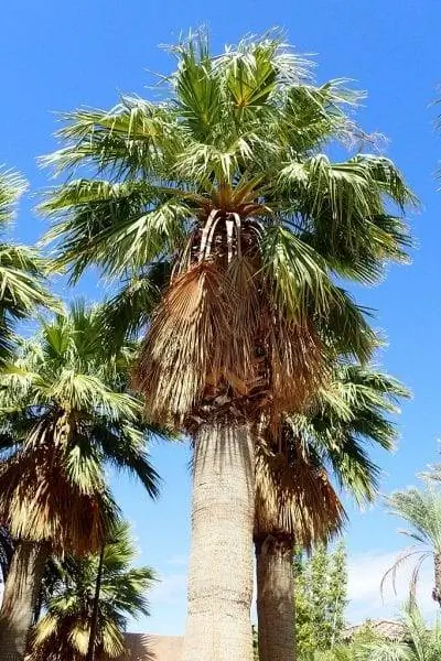 Вашингтония филифера