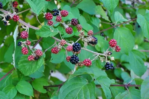 Ежевика является инвазивной