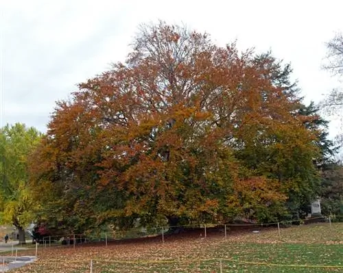 Бук - одно из лесных растений.