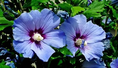 Hibiscus syriacus - маленькое деревце