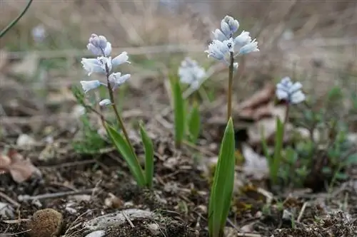 Гиацинтелла - лесное растение.
