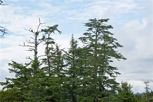 Picea sitchensis - большое дерево