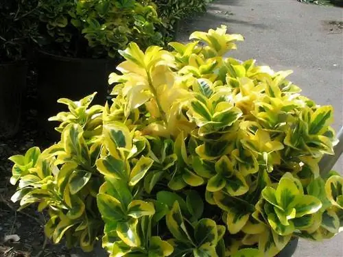 вариант бересклета японского