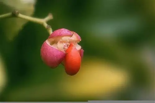 плоды бересклета японского