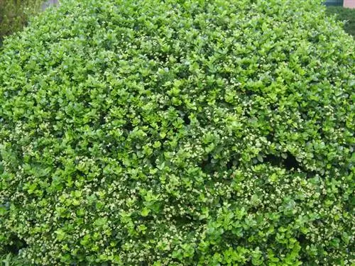 Уход за бересклетом японским в горшке