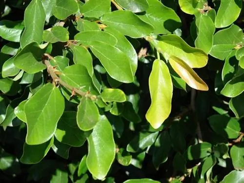 Ficus pumila можно выращивать в качестве висячего растения.