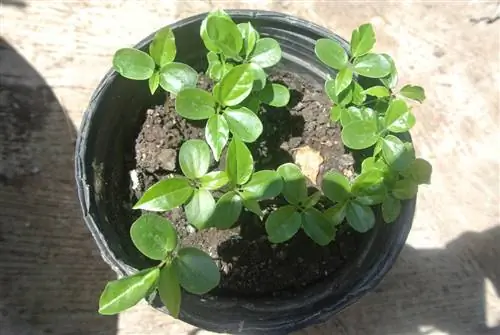 растение маракуйя