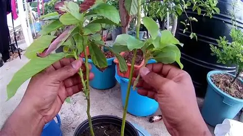 заботиться о маракуйи