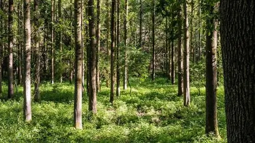 Климат влияет на жизнь растений