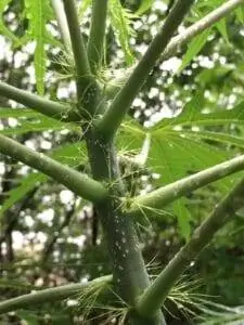 Ствол Jatropha multifida зеленый.