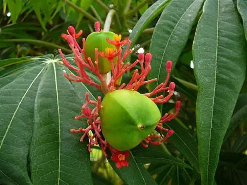 Jatropha multifida имеет зеленые плоды.
