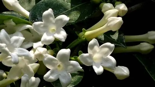 Стефанотис тропический