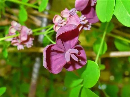 Akebia quinata - вьющееся растение с ароматными цветами.