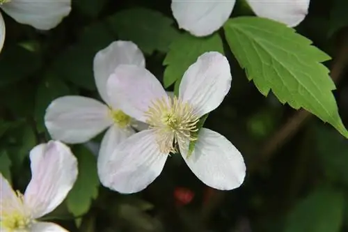 Клематис - лиана с ароматными цветами.