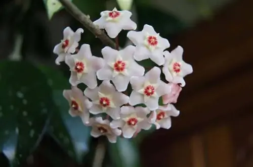 Хойя карноза - цветущее растение