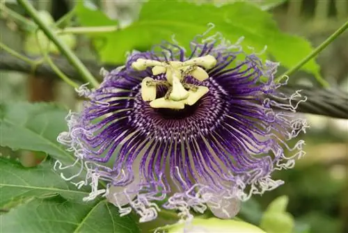 Passiflora incarnata - быстрорастущая лиана.