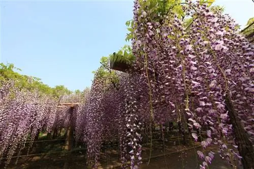 Глициния очень крупная лиана