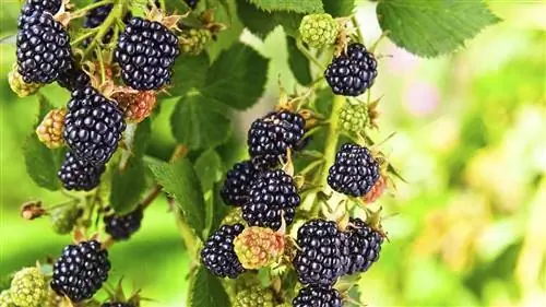 ежевика без шипов