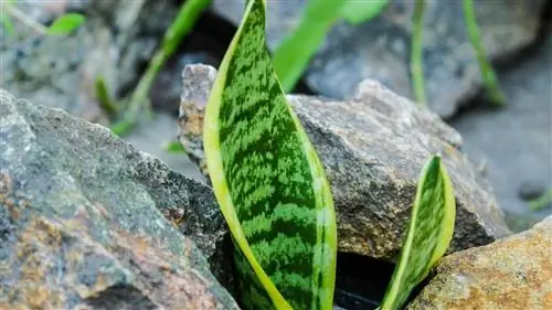 сансевиерия свойства