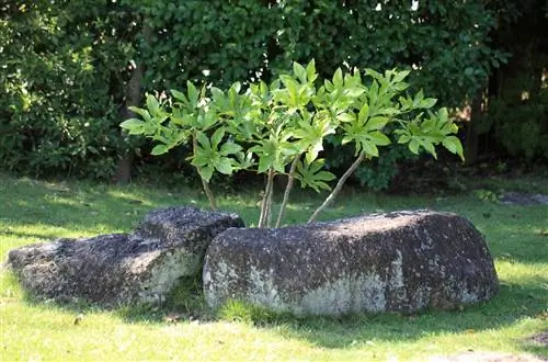 Аралия - декоративное растение.